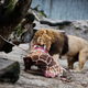 Image for article titled Danes let children watch zoo animals being dissected because of one deeply held principle